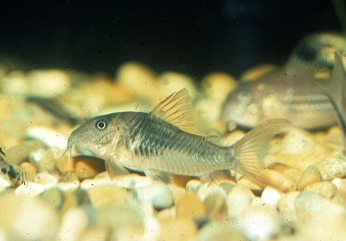 Corydoras treitlii 