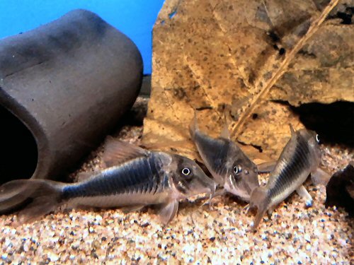 Corydoras treitlii