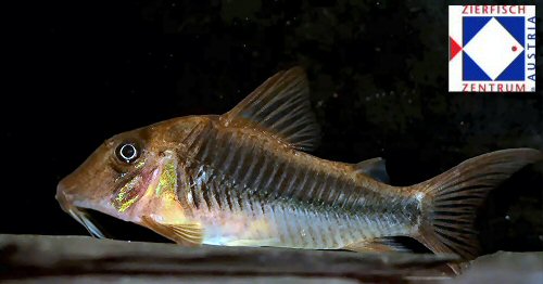 Corydoras treitlii 