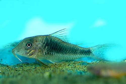 Corydoras treitlii 