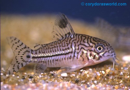 Hoplisoma trilineatum = male