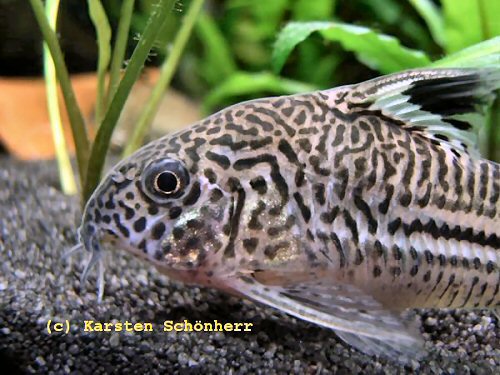 Hoplisoma trilineatum = showing head pattern