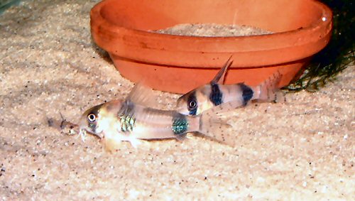 Hoplisoma tukano = Pair and youngster