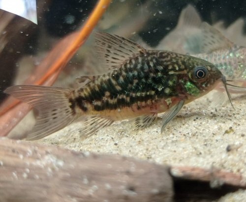 Gastrodermus undulatus = Yapeyú, Corrientes Province, Argentina 