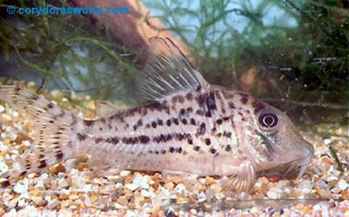 Corydoras vittatus