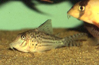 Corydoras vittatus 