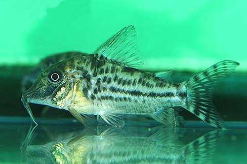 Corydoras vittatus