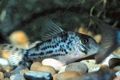 Corydoras vittatus