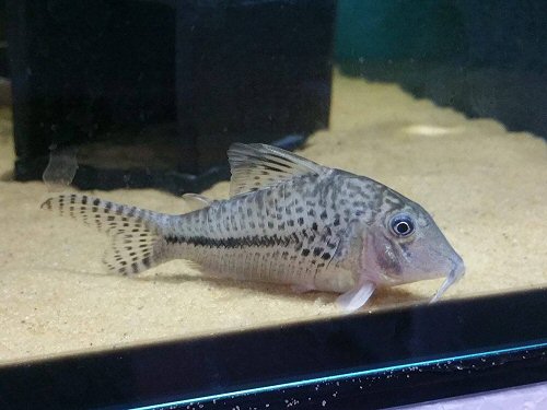 Corydoras vittatus 