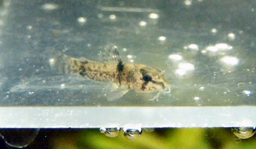 Corydoras weitzmani = juvenile