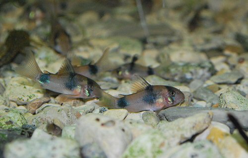 Hoplisoma weitzmani = juveniles