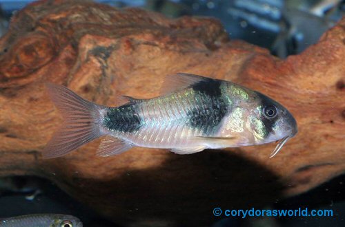 Corydoras weitzmani