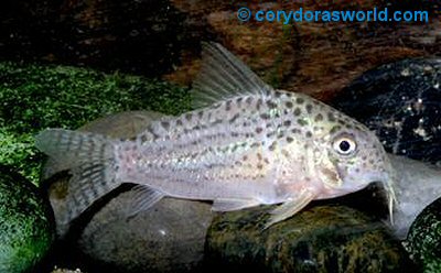 Hoplisoma xinguense = female