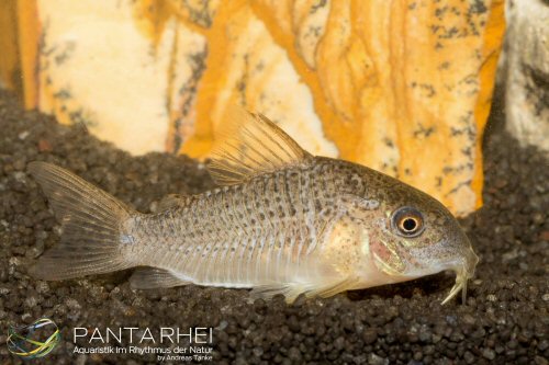 Hoplisoma xinguense = female