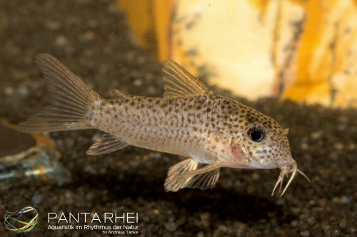 Hoplisoma xinguense = male