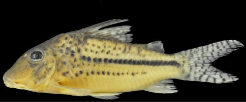 Corydoras zawadzkii = holotype