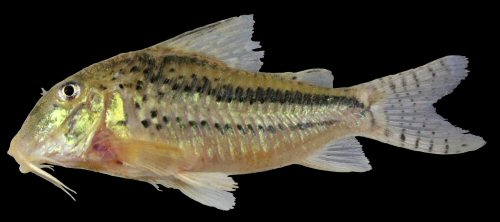 Corydoras zawadzkii = living specimen