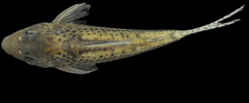 Corydoras zawadzkii = holotype-dorsal view