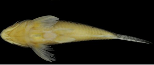 Corydoras zawadzkii = holotype-ventral view