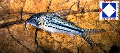 Corydoras zawadzkii