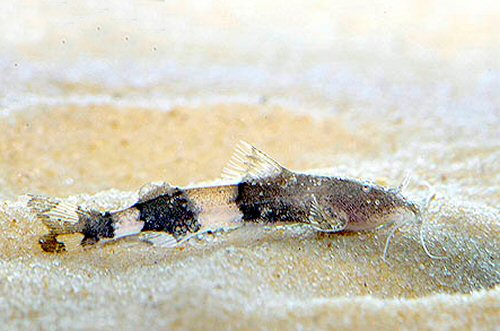 Caelatoglanis zonatus