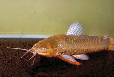 Callichthys callichthys = male