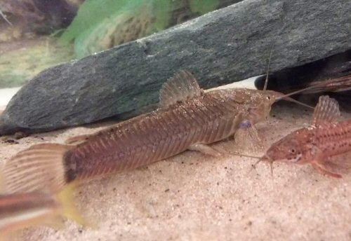 Callichthys callichthys - female