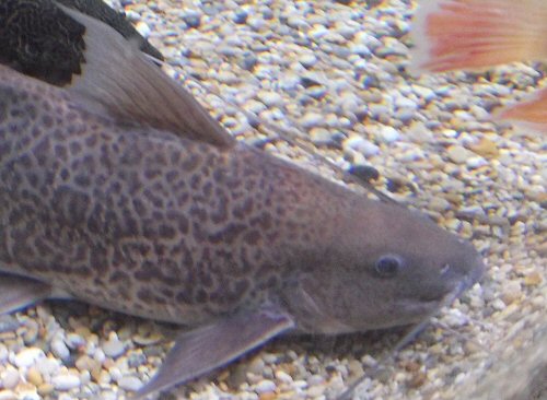 Calophysus macropterus = Image taken at the Oceanarium, Bournemouth, England, U.K. - head view