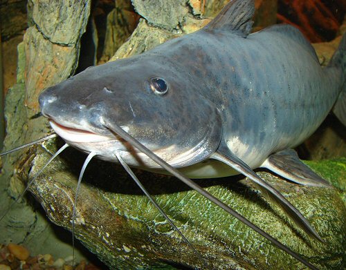 Calophysus macropterus = showing the mouth.