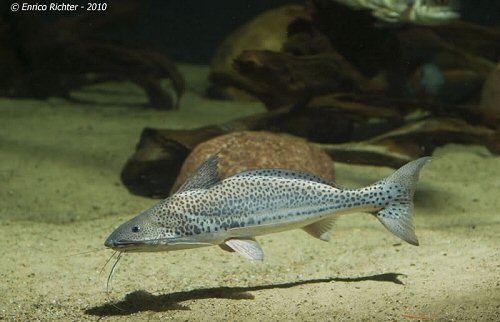 Calophysus macropterus