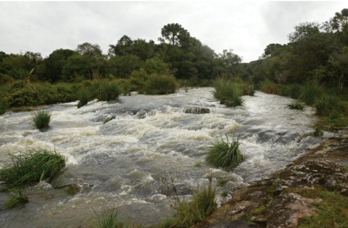 Cambeva flavopicta = Location-Rio Inferno Grande, upper Rio Uruguai basin, Santa Catarina, Brazil