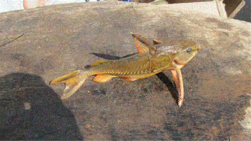 Centrochir crocodili = Barrancabermeja, Santander, Colombia