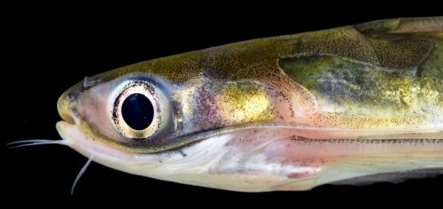 Centromochlus heckelii = Head view-Pastaza, Ecuador