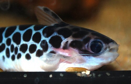 Duringlanis perugiae = Head view