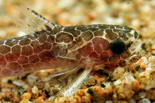 Tatia reticulata = close up of head