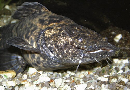 Lophiosilurus apurensis