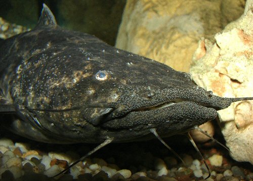 Lophiosilurus nigricaudus = sub-adult