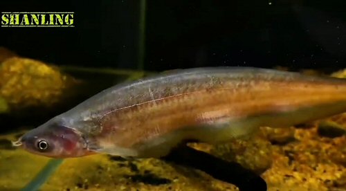 Ceratoglanis pachynema