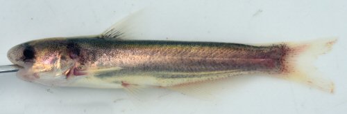 Cetopsis baudoensis = Baudó River, Colombia