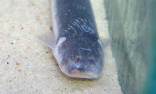 Cetopsis candiru = close up of head