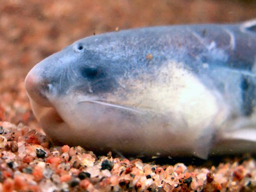 Cetopsis coecutiens  = close up of head