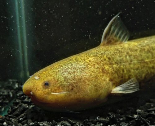 Cetopsis fimbriata = head view