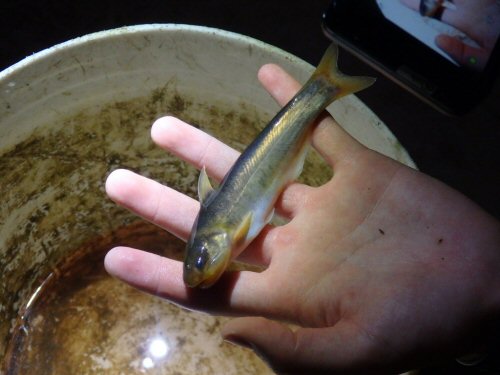 Cetopsis plumbea = Nangaritza River, Ecuador