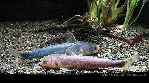 Cetopsis sandrae - pair-male to front