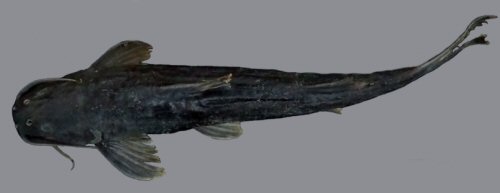 Cetopsorhamdia iheringi = dorsal view