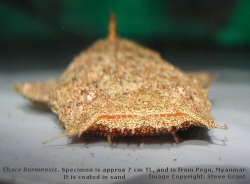 Chaca burmensis  - head view