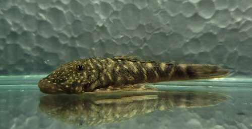 Chaetostoma sacramento