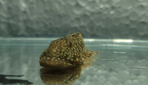 Chaetostoma sacramento = head view