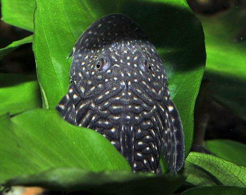 Chaetostoma sacramento = dorsal view head