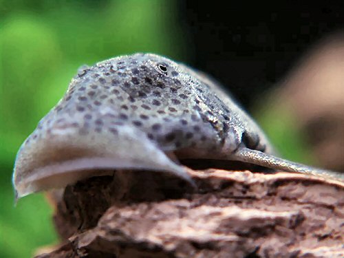 Chaetostoma cf. milesi = close up of head